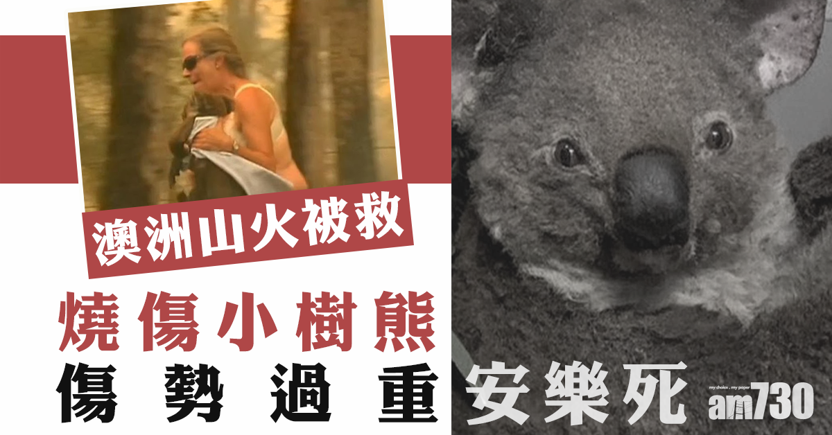 【不幸消息】澳山火被救小樹熊  傷勢過重安樂死
