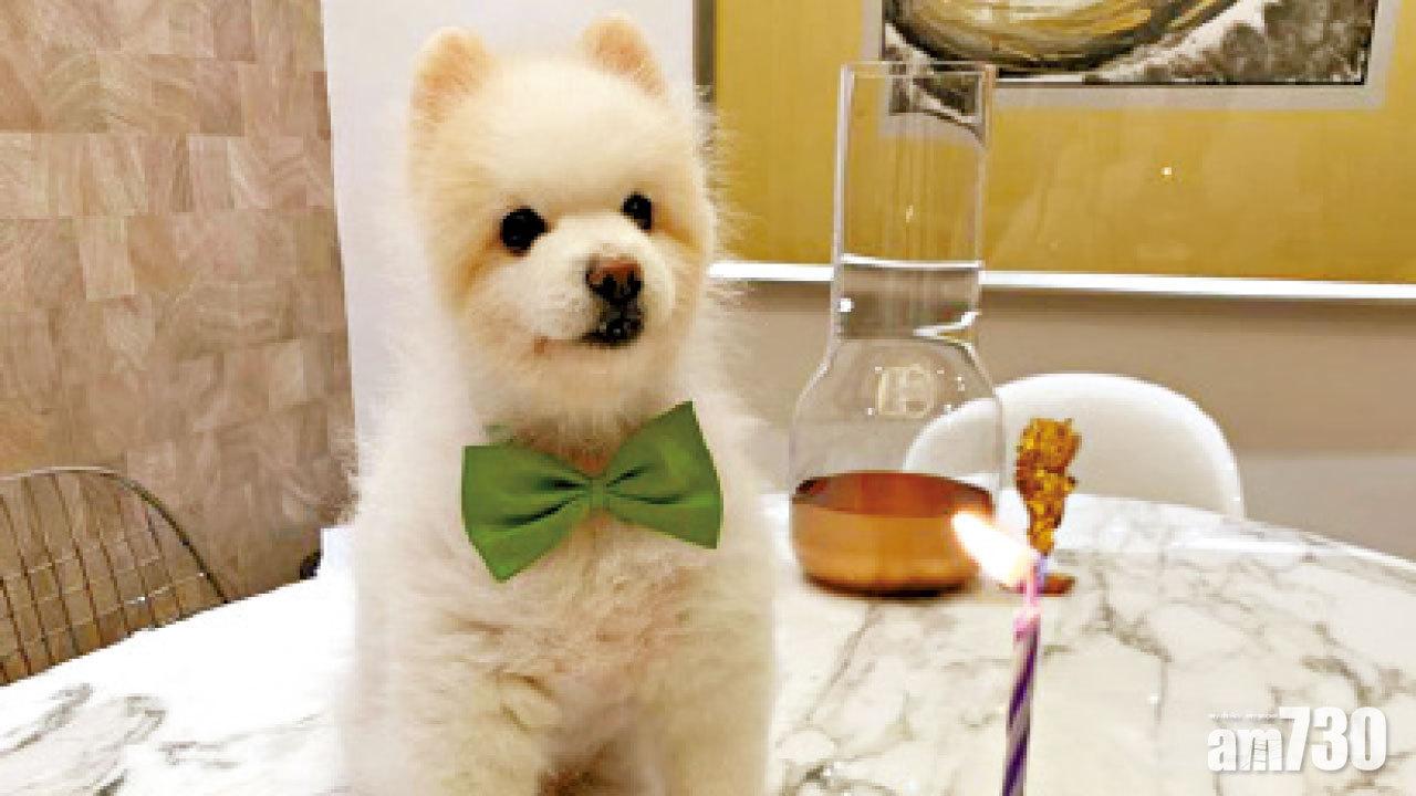 靈芝做早餐 戴夢夢視愛犬為前世情人