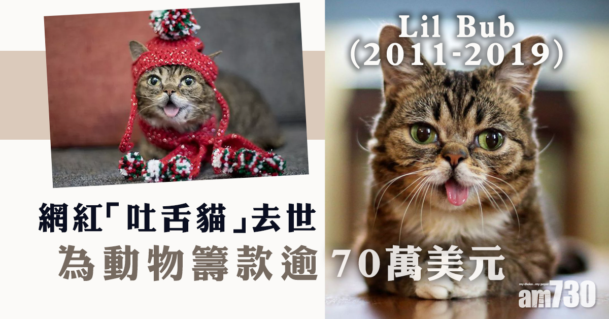 網紅「吐舌貓」Lil Bub去世　為動物籌款逾70萬美元