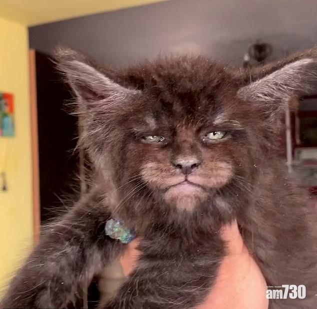 【歌劇Cats真實版】貓癡培育人面貓 眼神凌厲