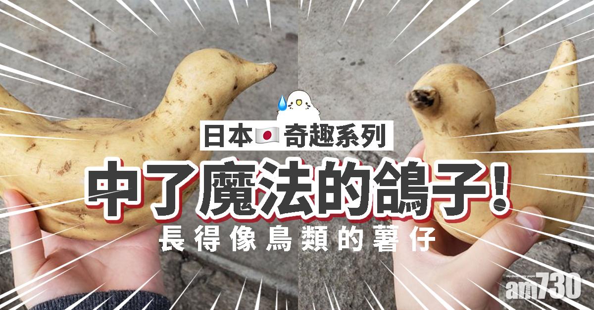 奇形怪狀薯仔　網民：白鴿轉世！