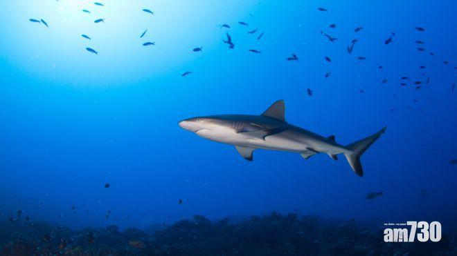 【籲各國重視減排】研究：氣候暖化致海洋缺氧  大魚遭殃