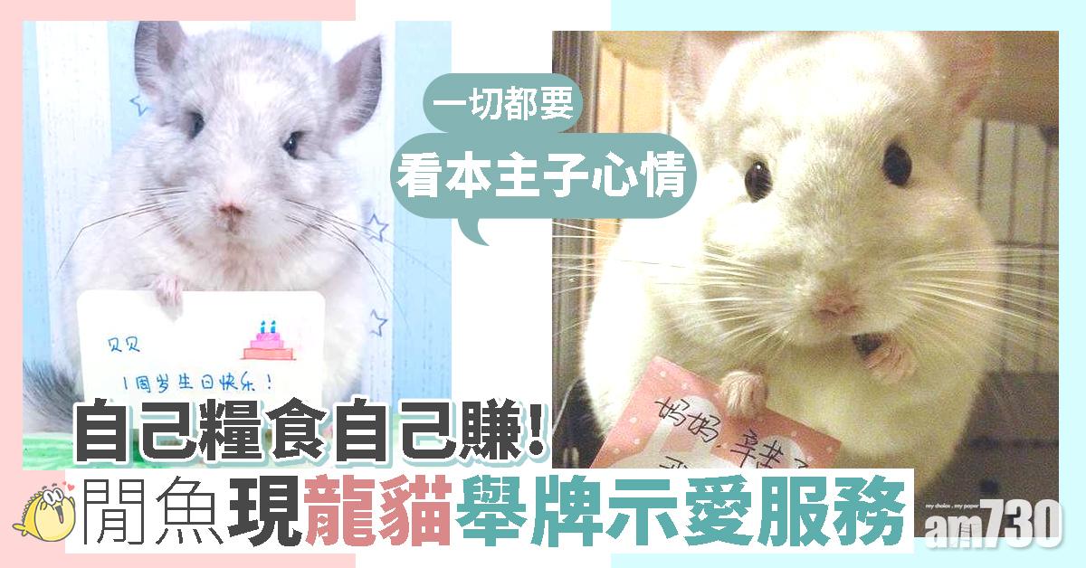 閒魚現龍貓舉牌示愛服務 飼主：自己糧食自己賺