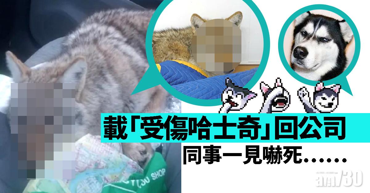 載「受傷哈士奇」回公司 同事一見嚇死……