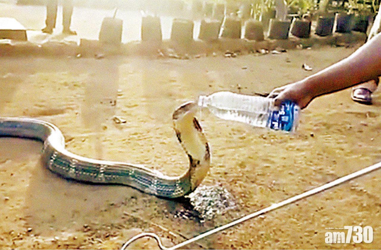 【奇聞】印度翁不忿被蛇咬  結果令人傻眼......