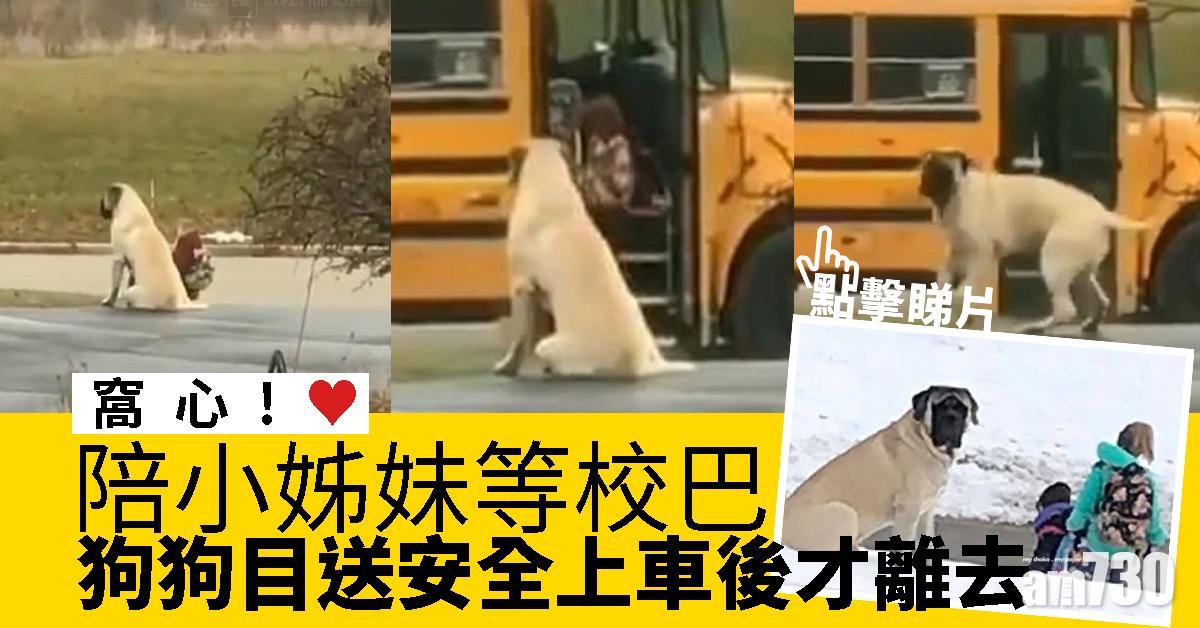 【窩心】陪小姊妹等校巴 狗狗目送安全上車後才離去 (有片)　