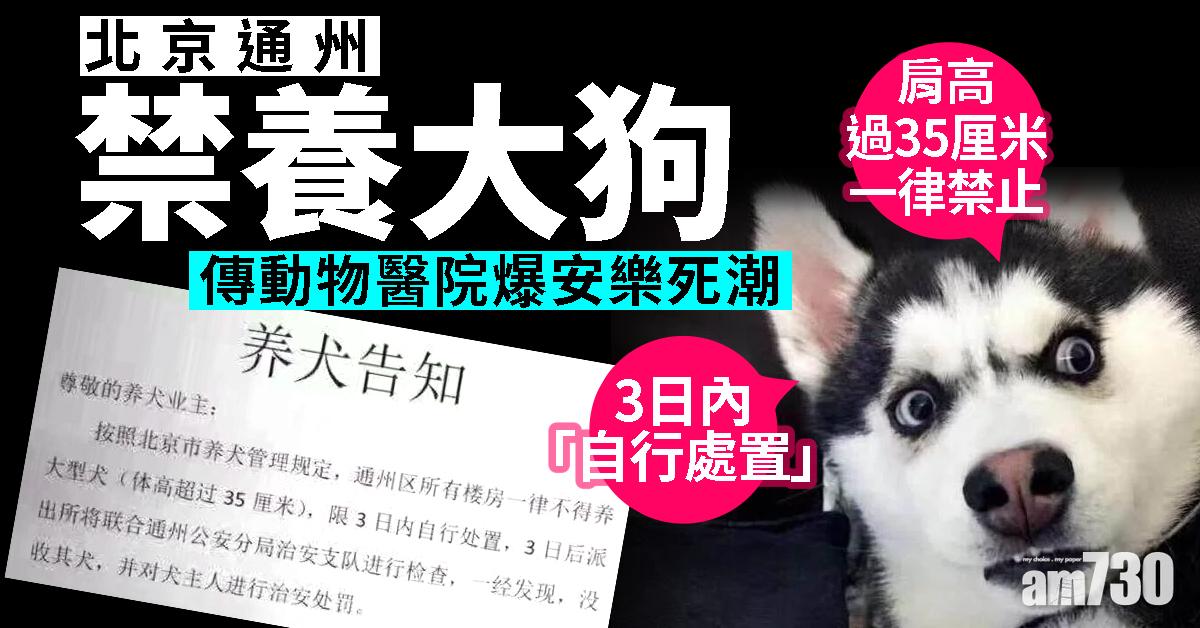 北京通州禁養大狗 傳動物醫院爆安樂死潮