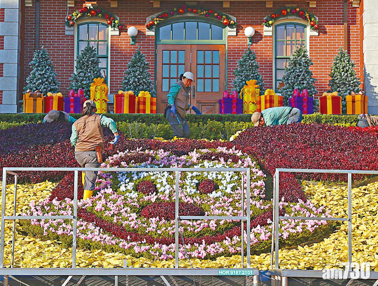 應節植物增迪士尼聖誕氣氛  園藝部︰照顧遊人觀看角度