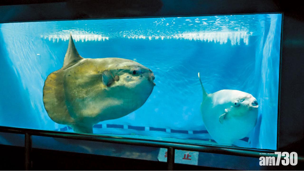 四國高知 FINDING NEMO