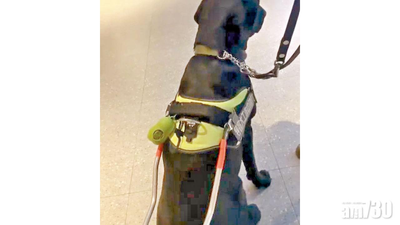 拒導盲犬入內 合肥海底撈道歉