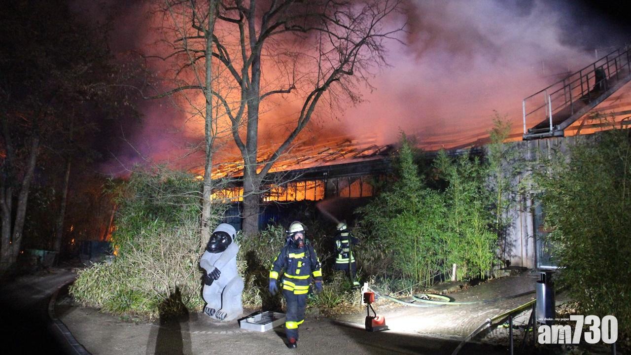 【天燈惹禍】德國動物園大火逾30動物被燒死