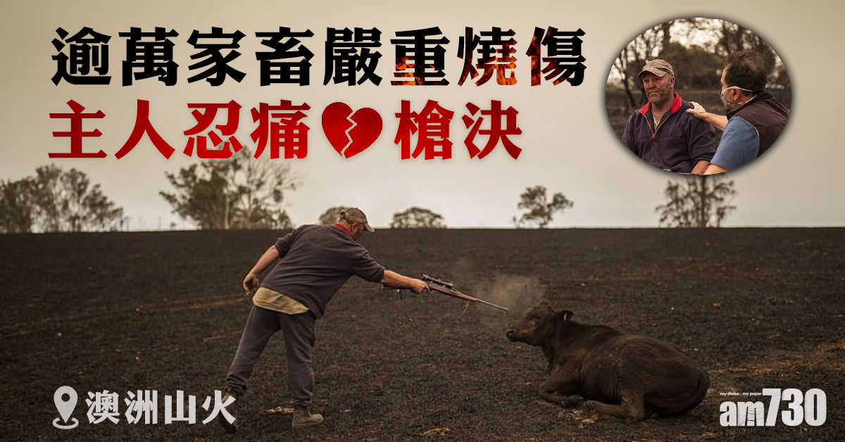 【澳洲山火】逾萬家畜嚴重燒傷 主人忍痛槍決助「解脫」