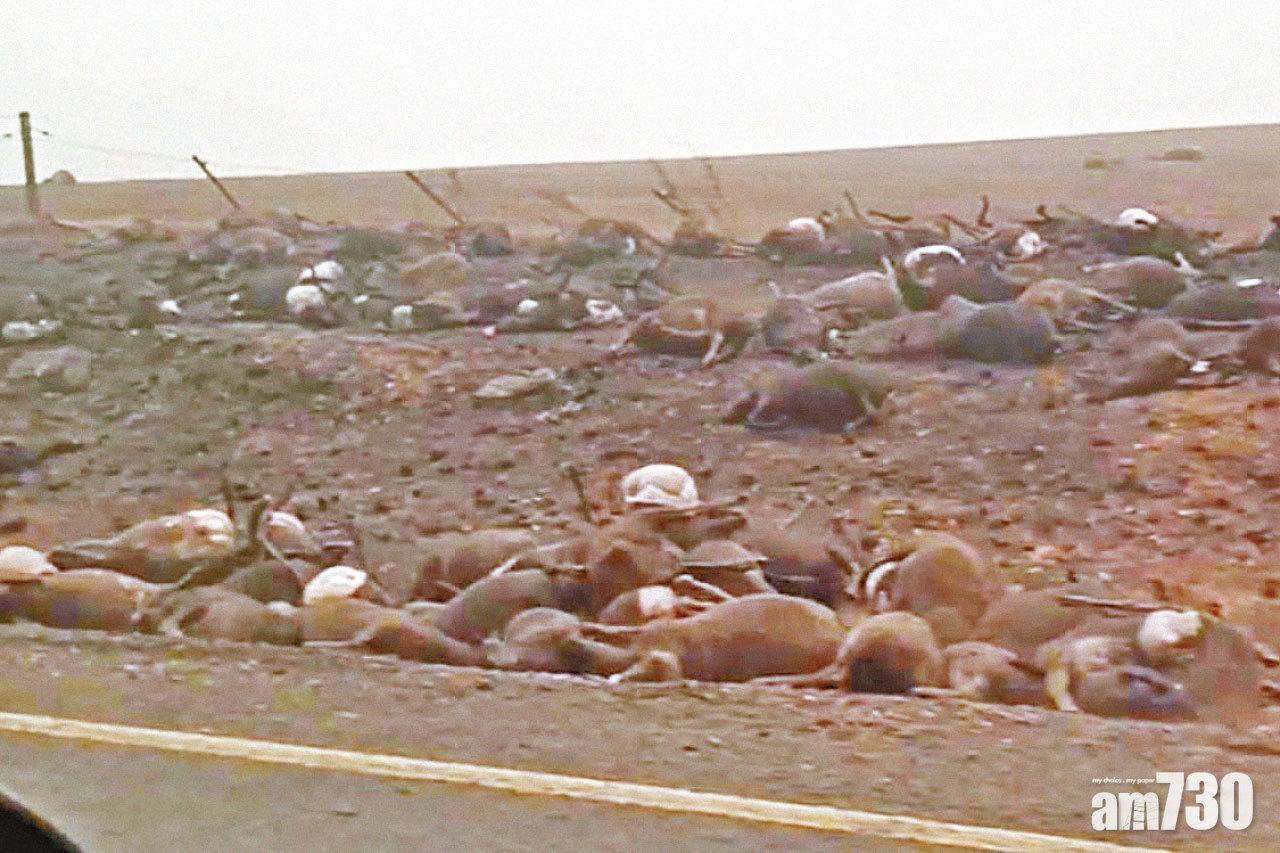 5億動物死亡 澳山火燒至悉尼市郊
