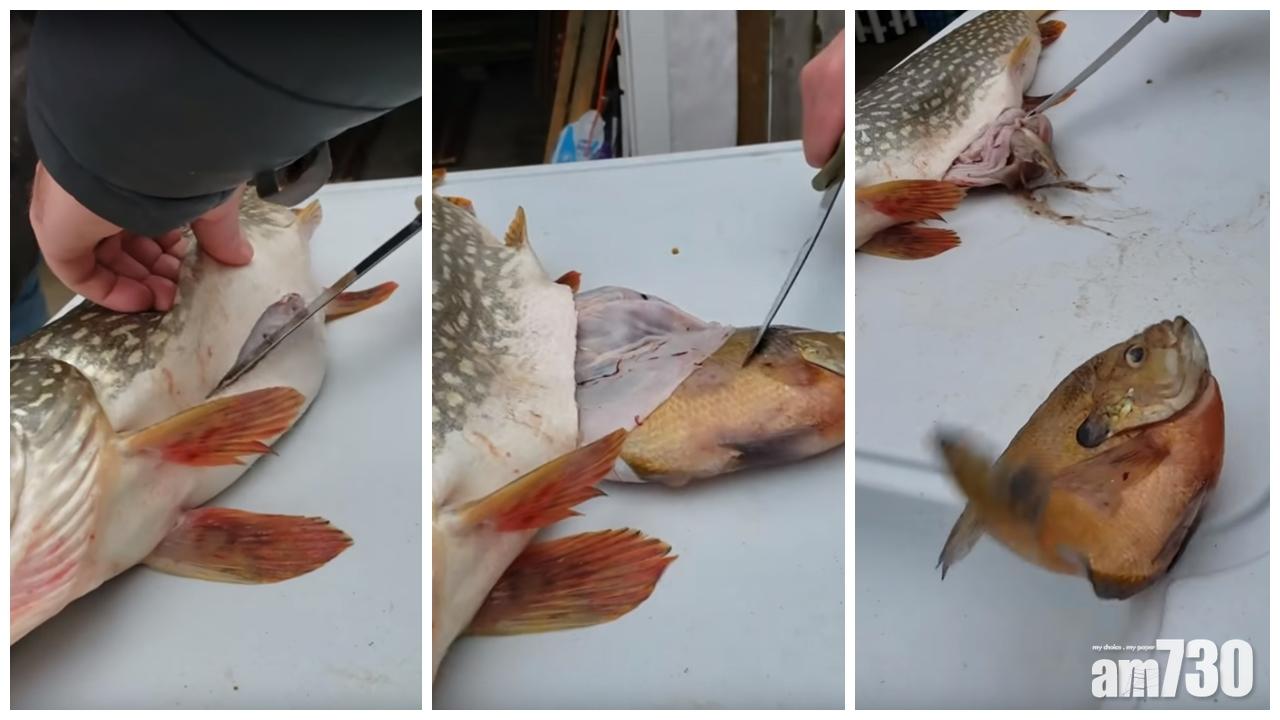 【有片】釣魚發現魚肚有異動 剖開竟見「魚中魚」！