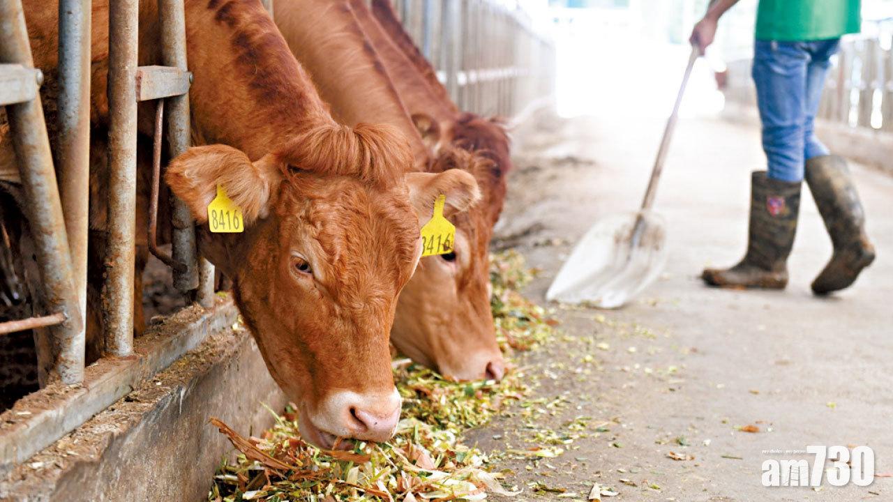 從河北輸入 新疆撲殺64口蹄疫牛