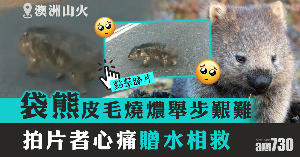 【澳洲山火】皮毛燒燶袋熊無助覓食 拍片者：超傷心 (有片)