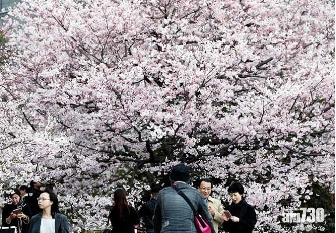 【遊日注意】料暖春 預測東京櫻花提早於3月19日前後開花