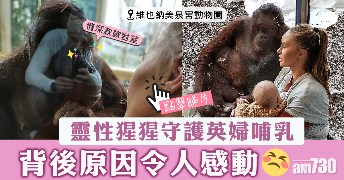 【動物有情】英婦動物園哺乳 靈性猩猩守護在側 (有片)