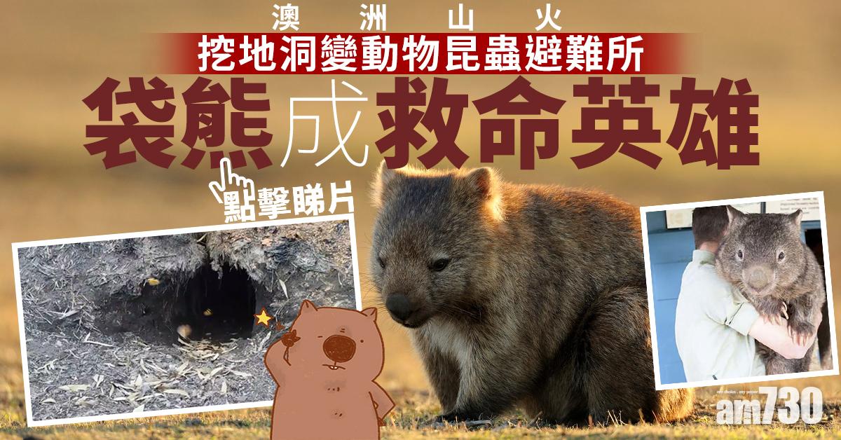 【澳洲山火】成救命英雄  袋熊地洞變動物昆蟲避難所 (有片)