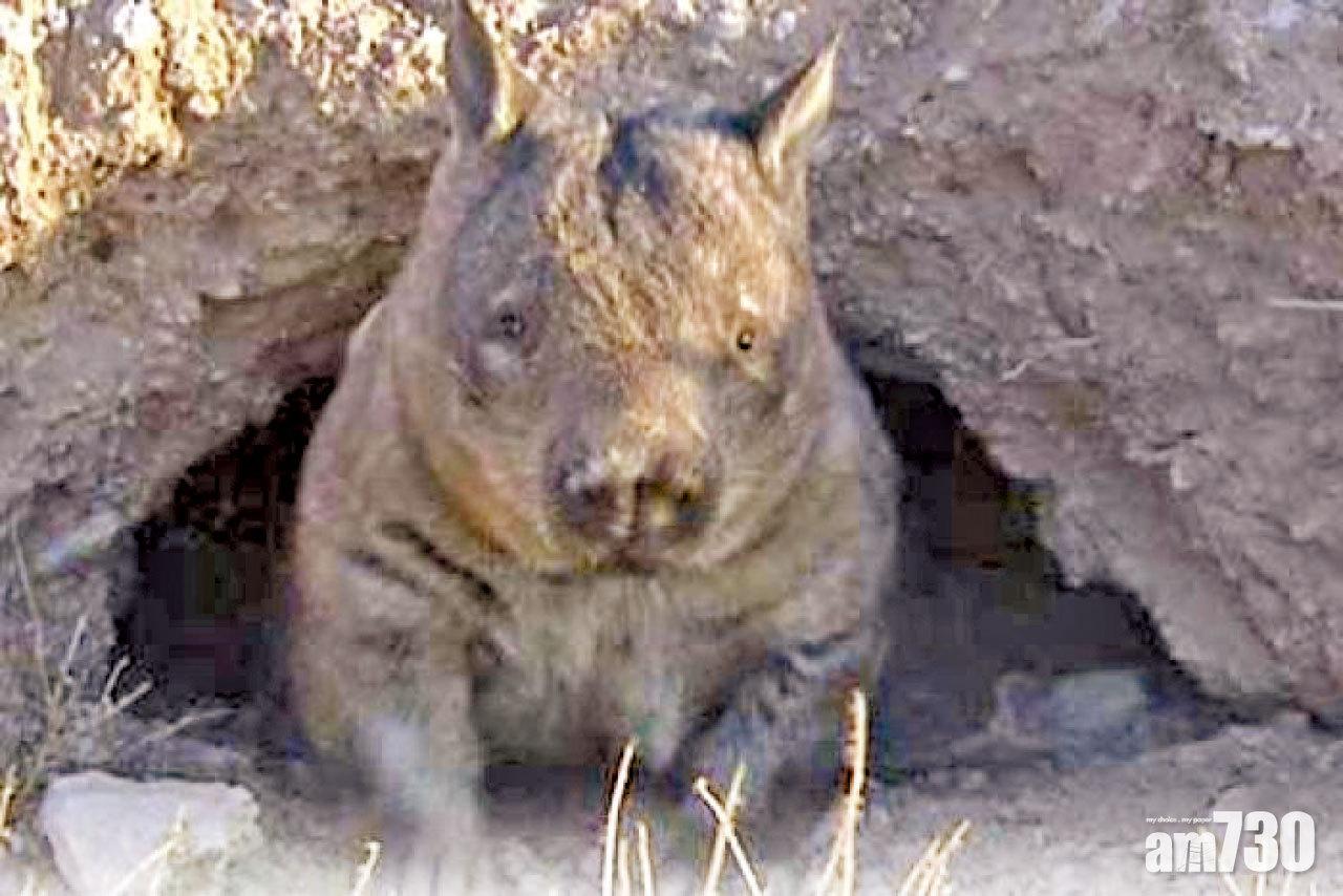 地洞收容受災動物昆蟲  澳洲袋熊變英雄