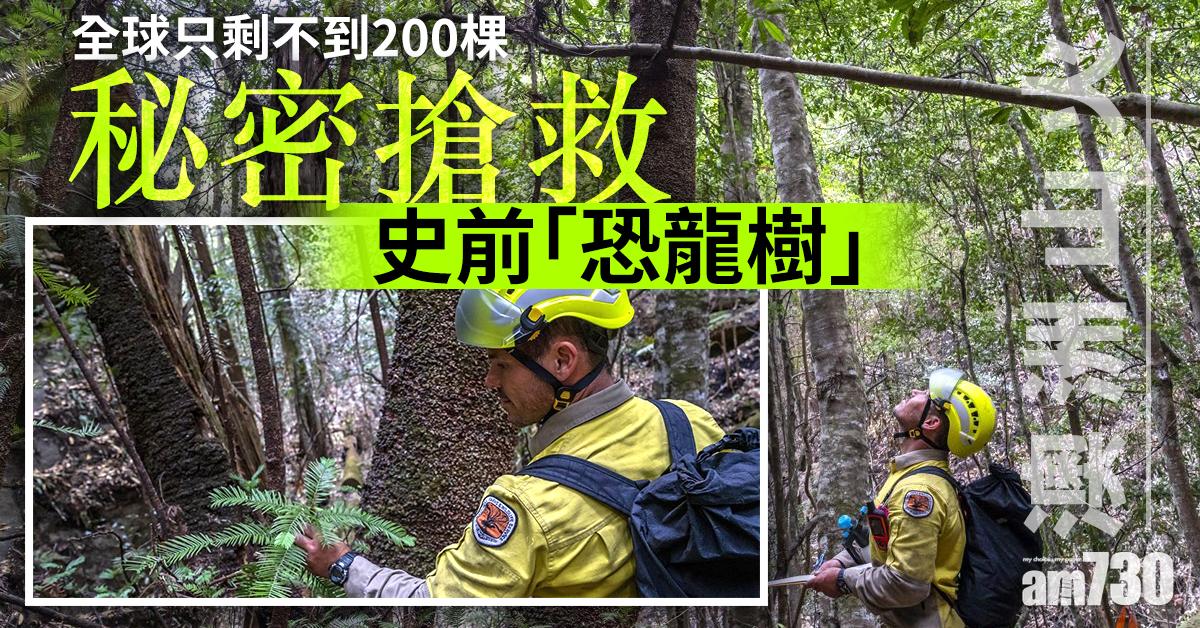 【澳洲山火】全球只剩不到200棵 秘密搶救史前「恐龍樹」