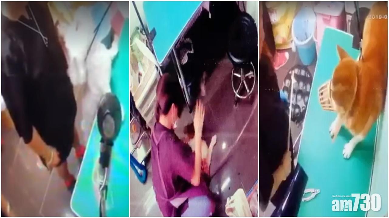 【令人髮指】大埔寵物美容師瘋狂打狗  區議員聯狗主將報案