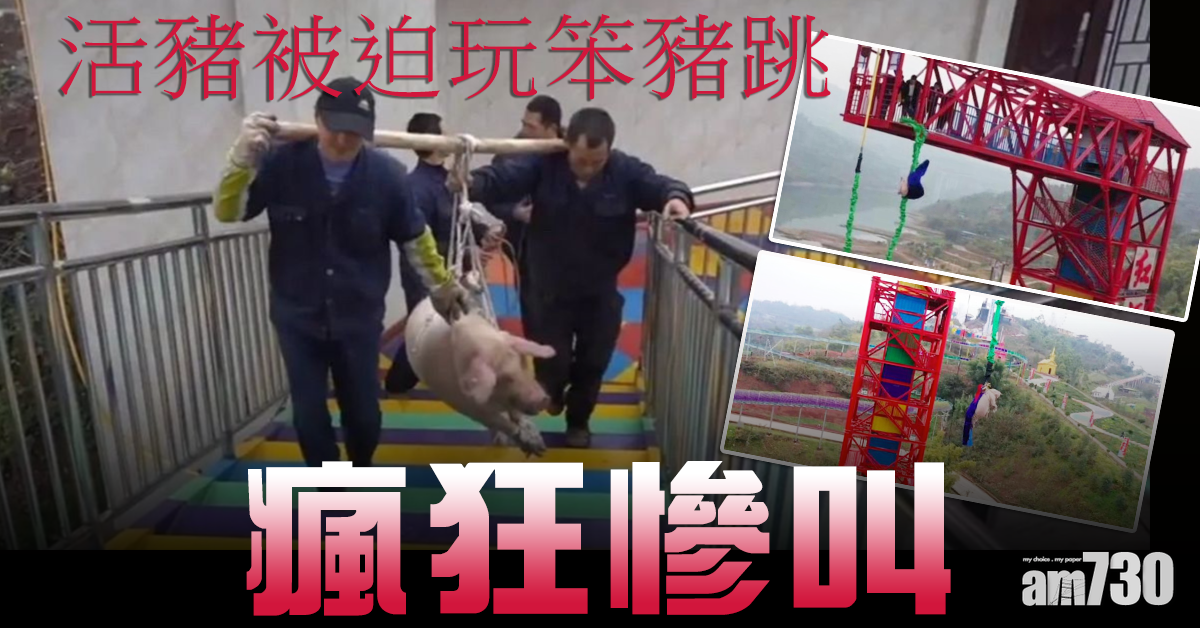活豬被迫玩笨豬跳瘋狂慘叫 網民轟虐畜