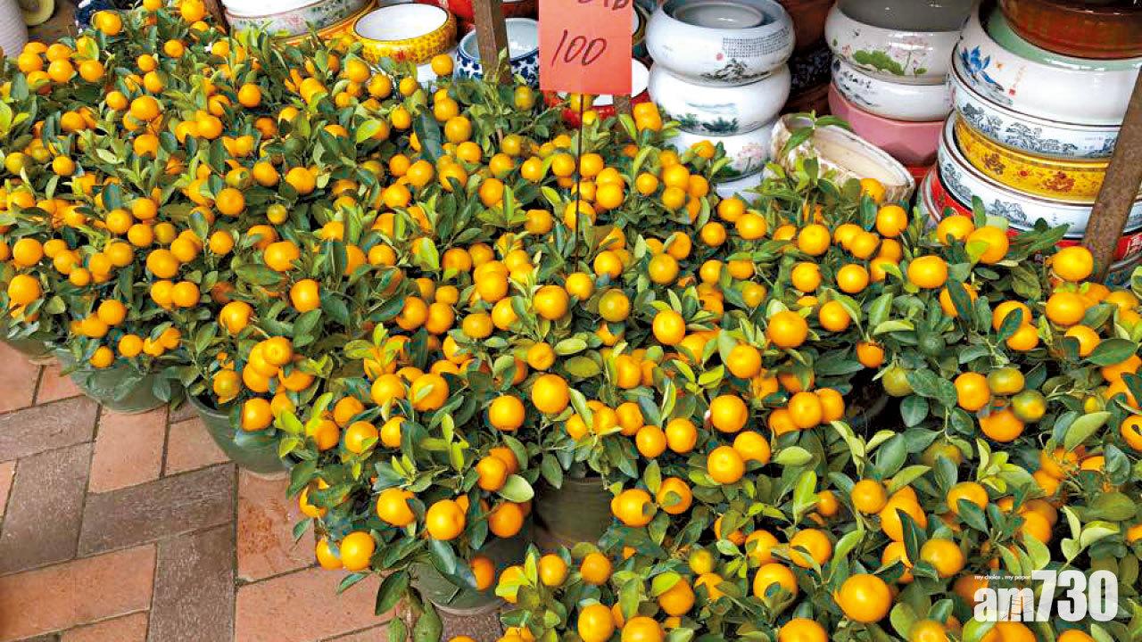 天氣暖和 社會氣氛影響 花農料生意最少減一成