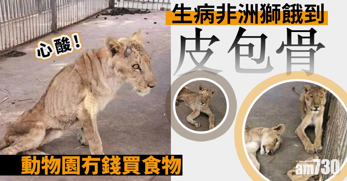 【心酸】動物園冇錢買食物  生病非洲獅餓到皮包骨