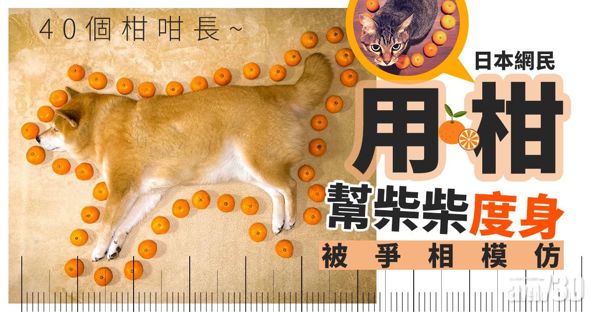 【勁得意】日網民用柑幫柴柴度身被爭相模仿