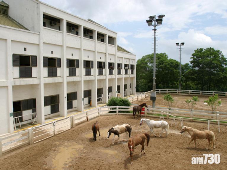 肺炎殺到  小馬撤離鯉魚門公眾騎術學校