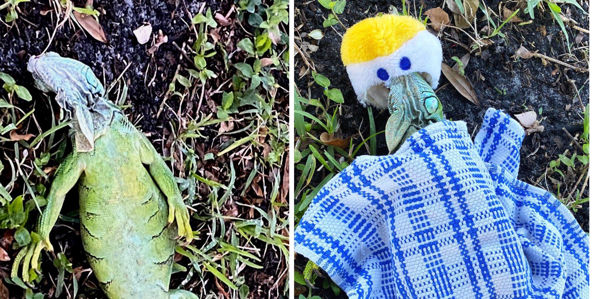 【真係食得】佛州天降「蜥蜴雨」 民眾上網兜售