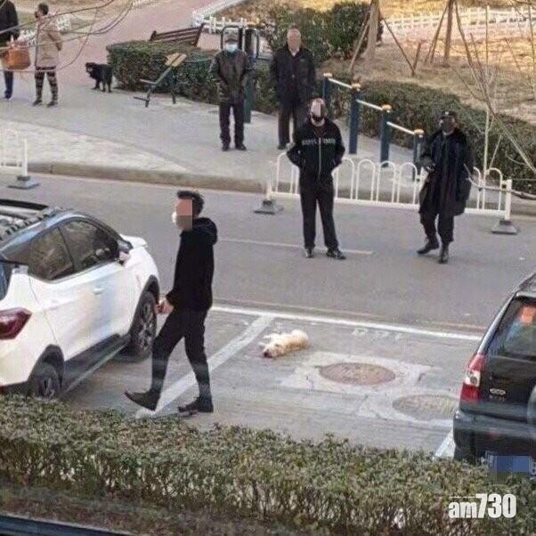 【武漢肺炎】內地謠傳貓狗可傳染致慘劇 團體懇請寵主理性