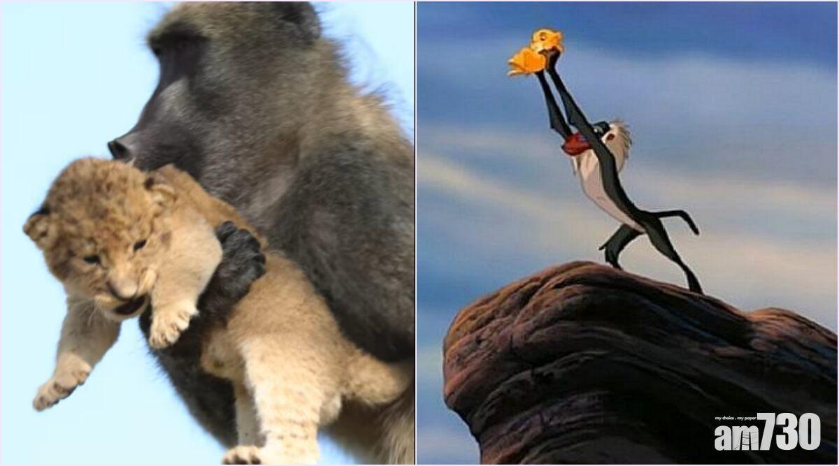 【溫韾】狒狒悉心呵護幼獅　如《獅子王》真實版(有片)