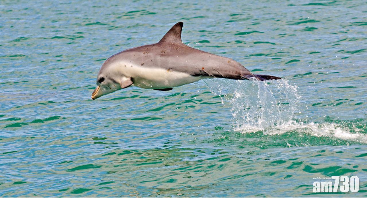 西澳州最多Fun體驗 熱辣辣與豚同游