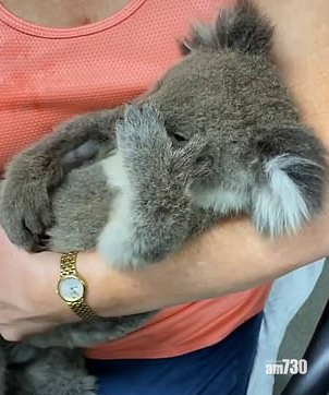 【心酸】山火失至親  小樹熊抱毛公仔當媽媽 (有片)