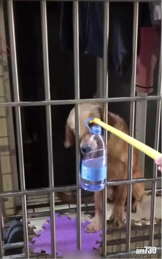 【武漢肺炎】狗主困湖北 好鄰居隔空餵汪星人