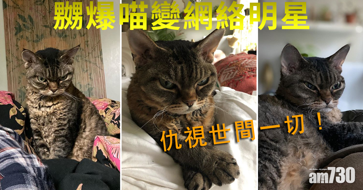 【不爽貓接班人】仇視世間一切  嬲爆貓變網絡明星