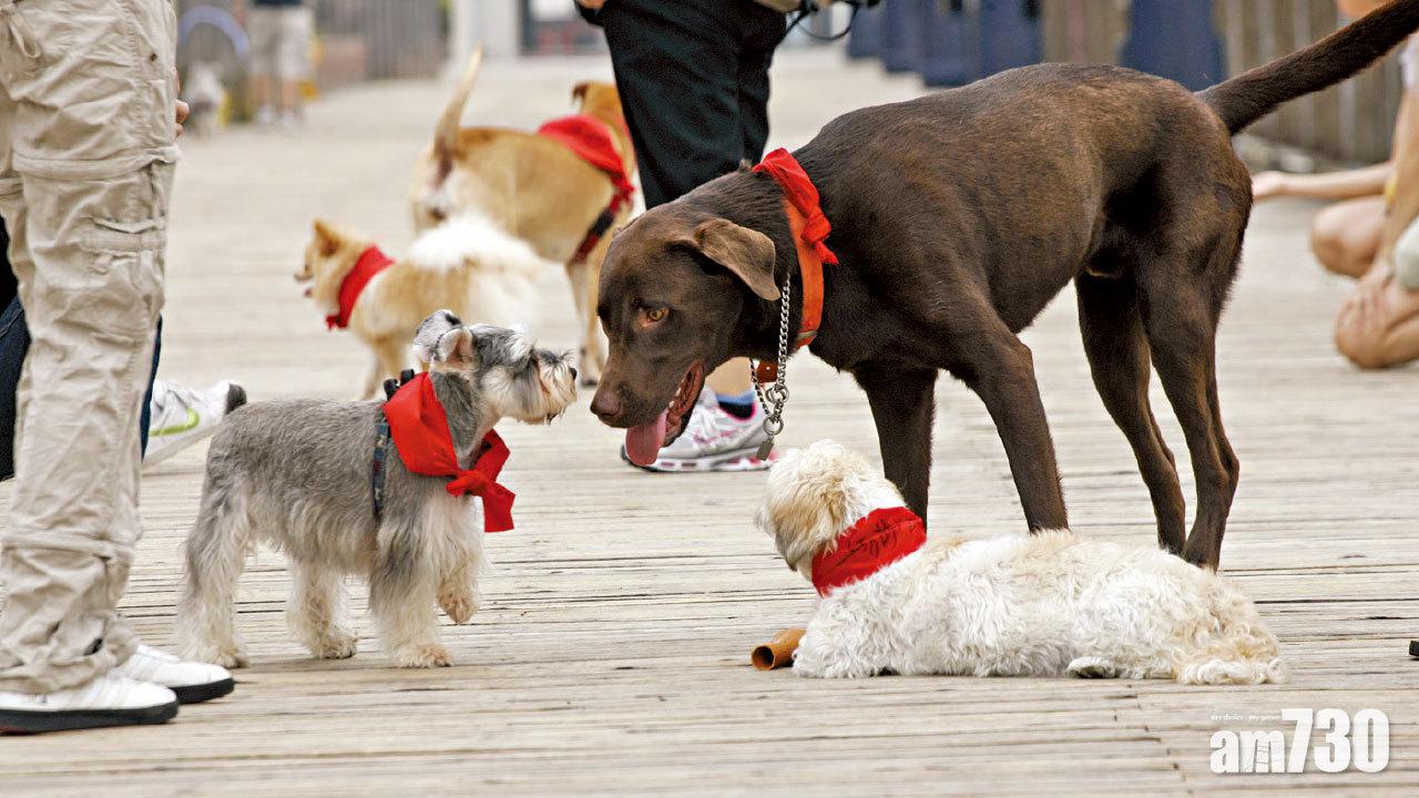 首犬染疫 料被主人感染 無資料顯示狗傳人