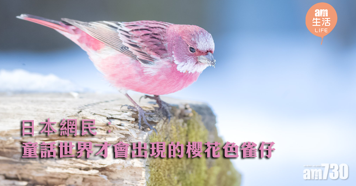 日本網民：童話世界才會出現的櫻花色雀仔