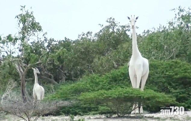 【絕種】罕見白長頸鹿母子遭獵殺   全球剩下一隻