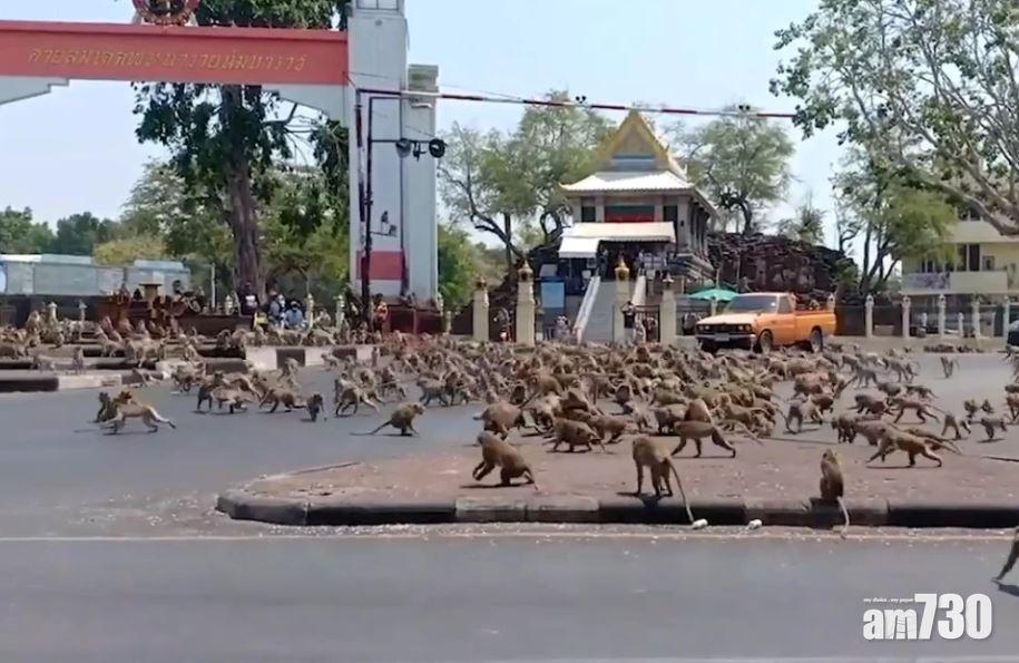 【新冠肺炎】無晒遊客 泰國猴群無人餵通街爭食