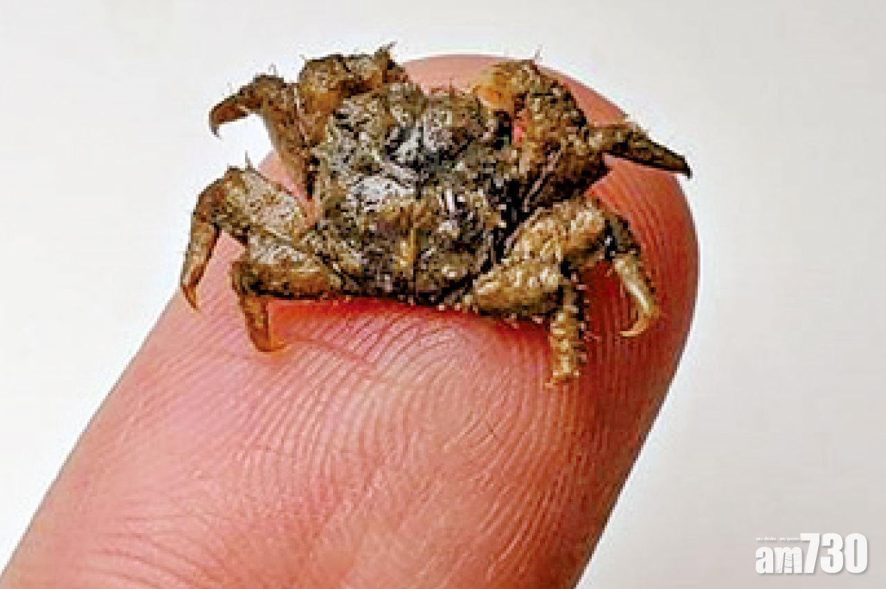 流浮山蠔礁現新品螃蟹