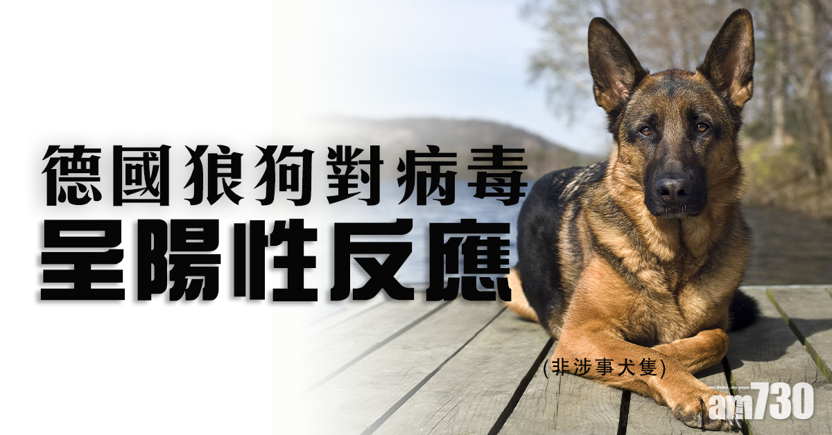 【新冠肺炎】德國狼狗對病毒呈陽性