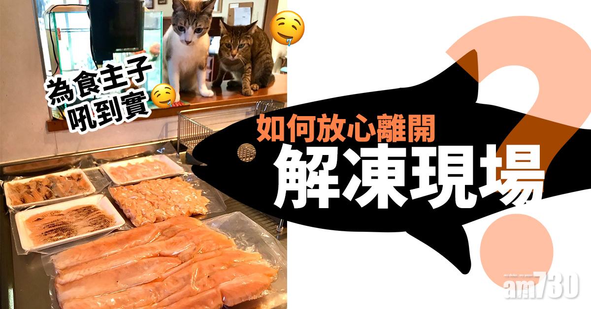 【貓奴日常】為食主子吼到實　如何放心離開解凍現場