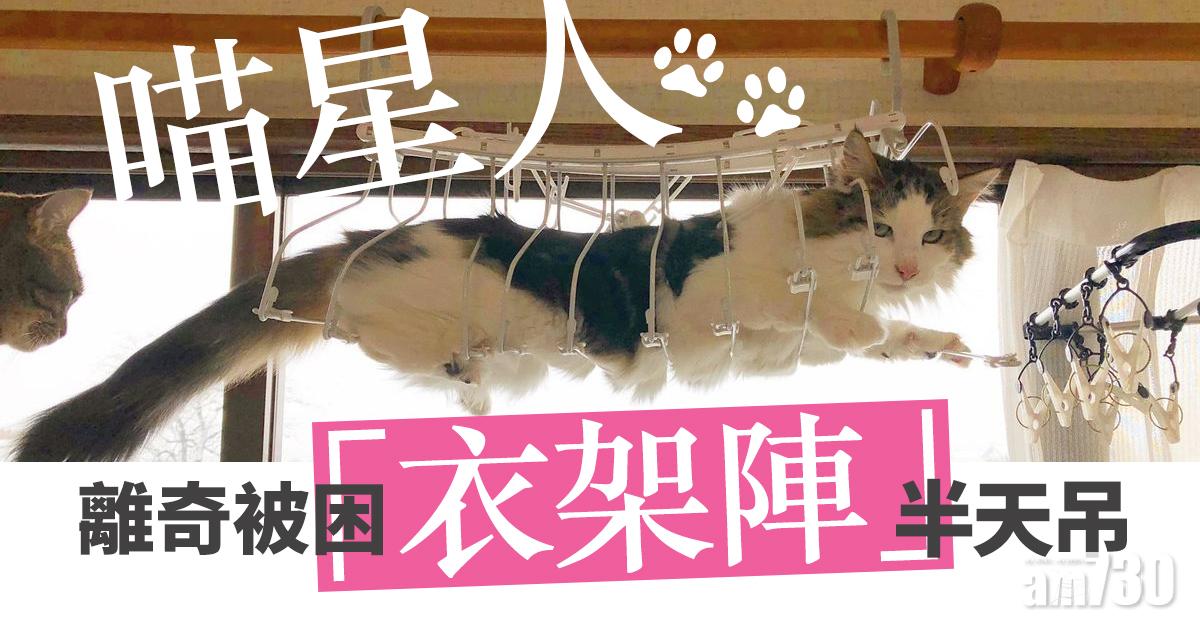 喵星人離奇被困「衣架陣」半天吊