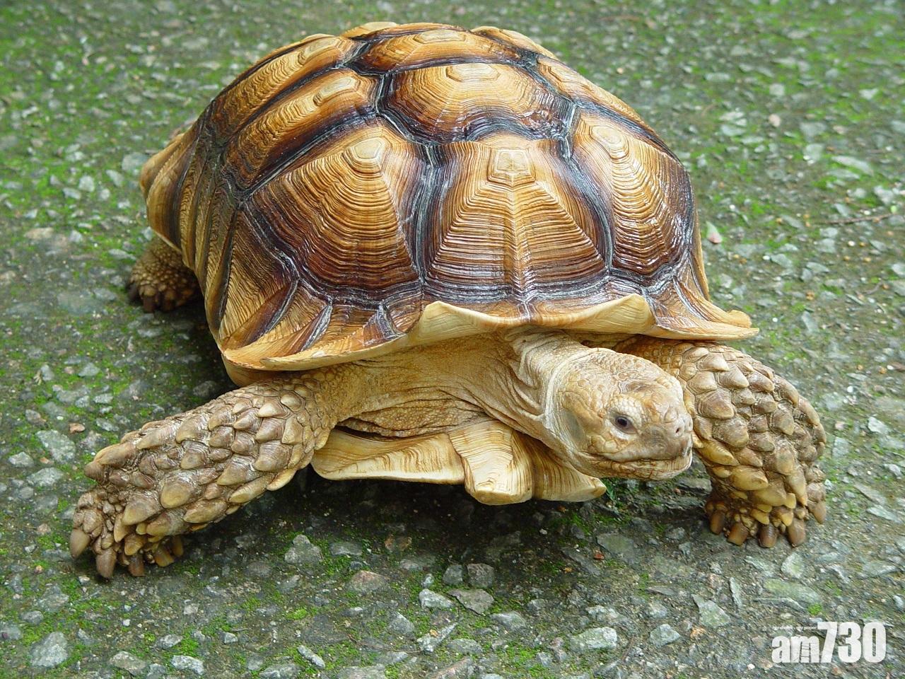 47歲旅客走私57隻瀕危陸龜囚2年