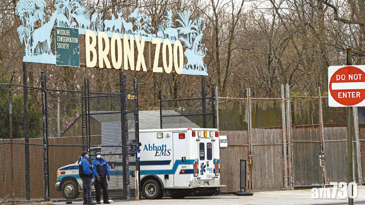 全球首宗人傳虎 紐約動物園老虎確診