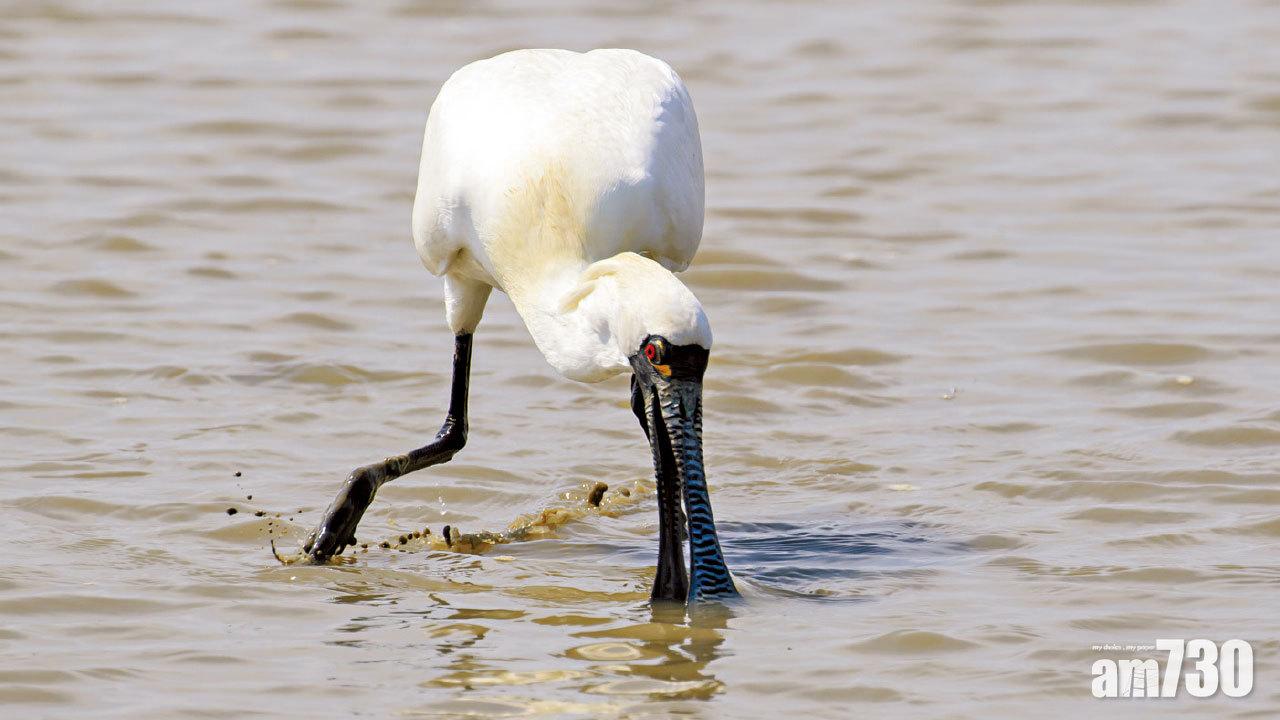 全球數量創新高 黑臉琵鷺留港量減兩成