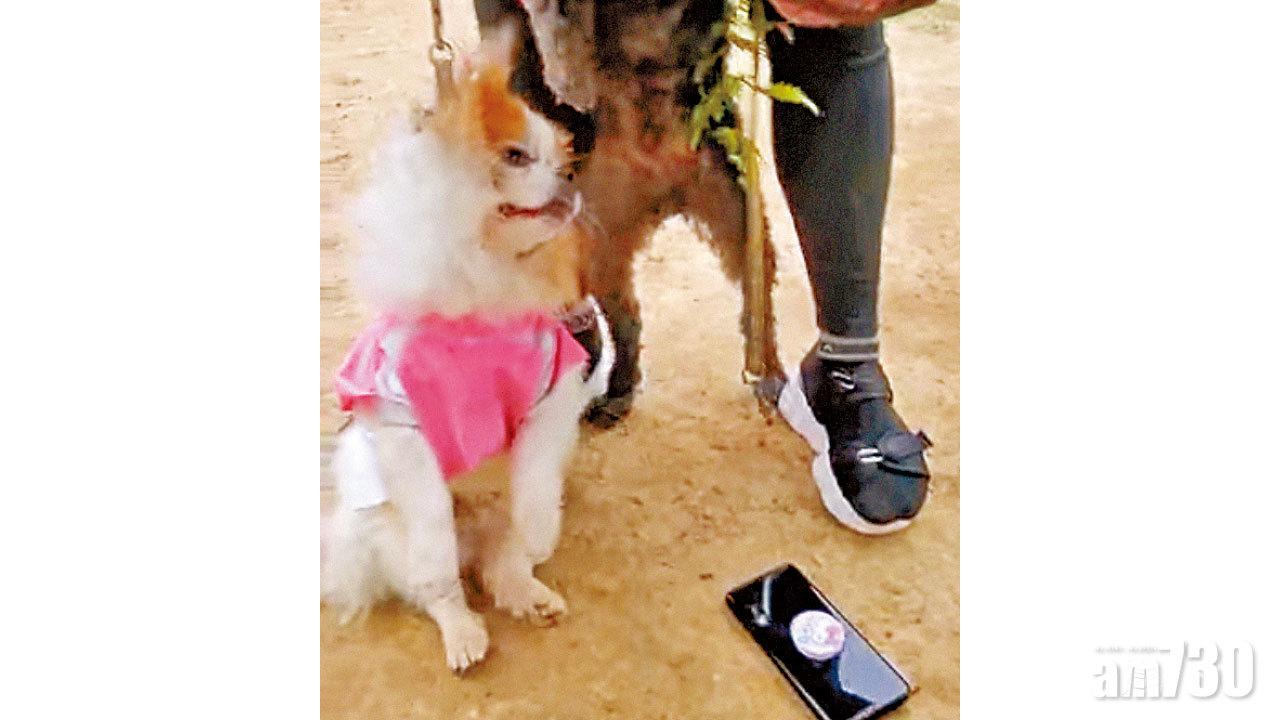 西貢狗咬狗 松鼠狗被吊慘死 六旬女狗主涉虐畜被捕